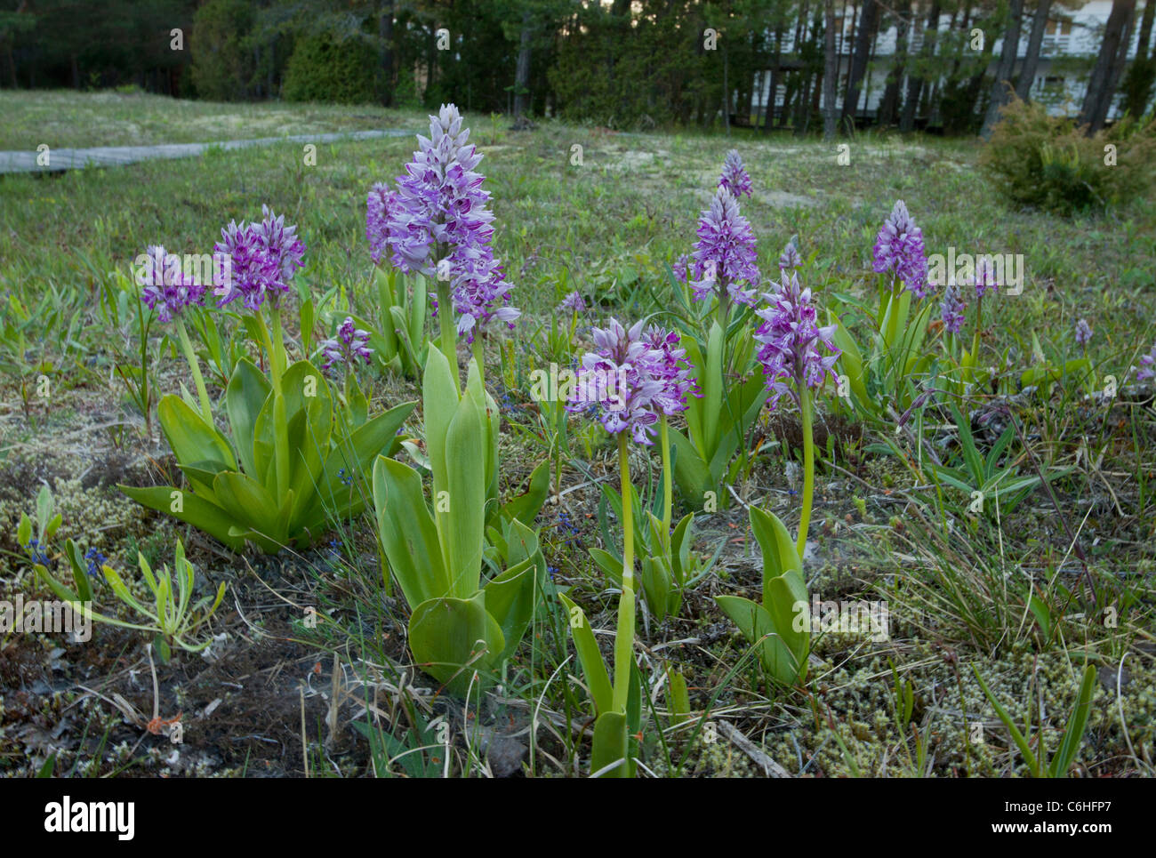 Militärische Orchidee oder Soldat Orchidee Orchis Militaris auf Sanddünen in der Nähe von Hotel Mandjala, Insel Saaremaa, Estland. Stockfoto