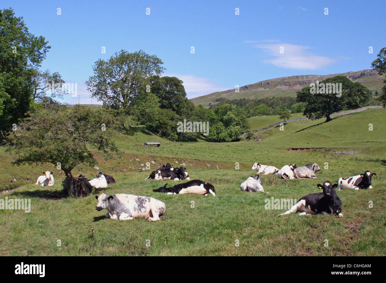 Regen kommt. Kühe liegen in einem Bereich von Yorkshire Stockfoto