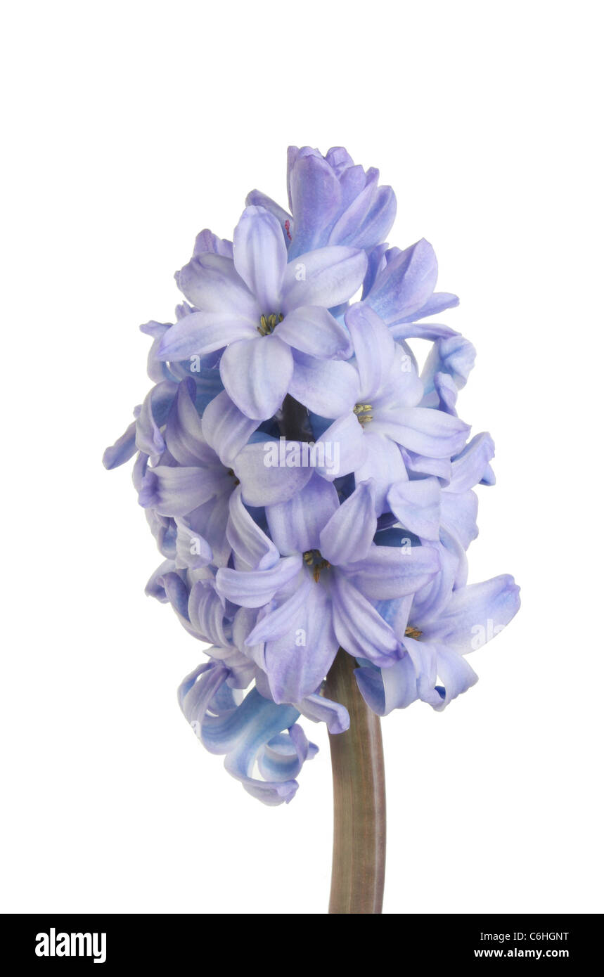 Nahaufnahme der eine blaue Hyazinthe Blüte isoliert gegen weiß Stockfoto