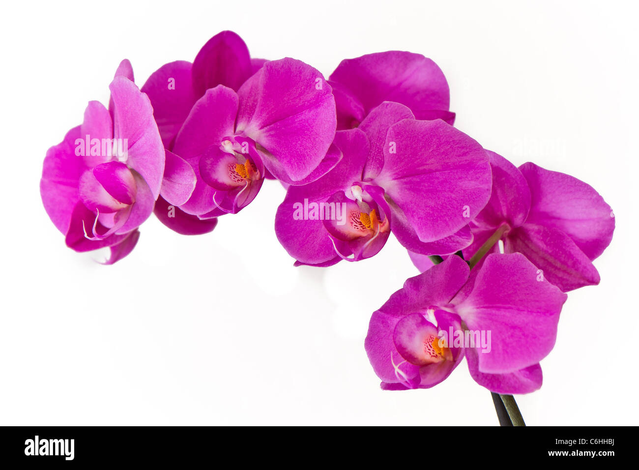 Rosa Orchidee (Phalaenopsis) isoliert Stockfoto