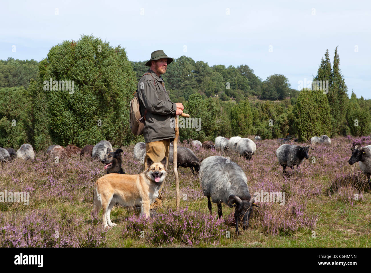 Schäfer mit seiner Herde Deutsch Heide in der Nähe von Wilsede, Lüneburg Heide, Niedersachsen, Deutschland Stockfoto