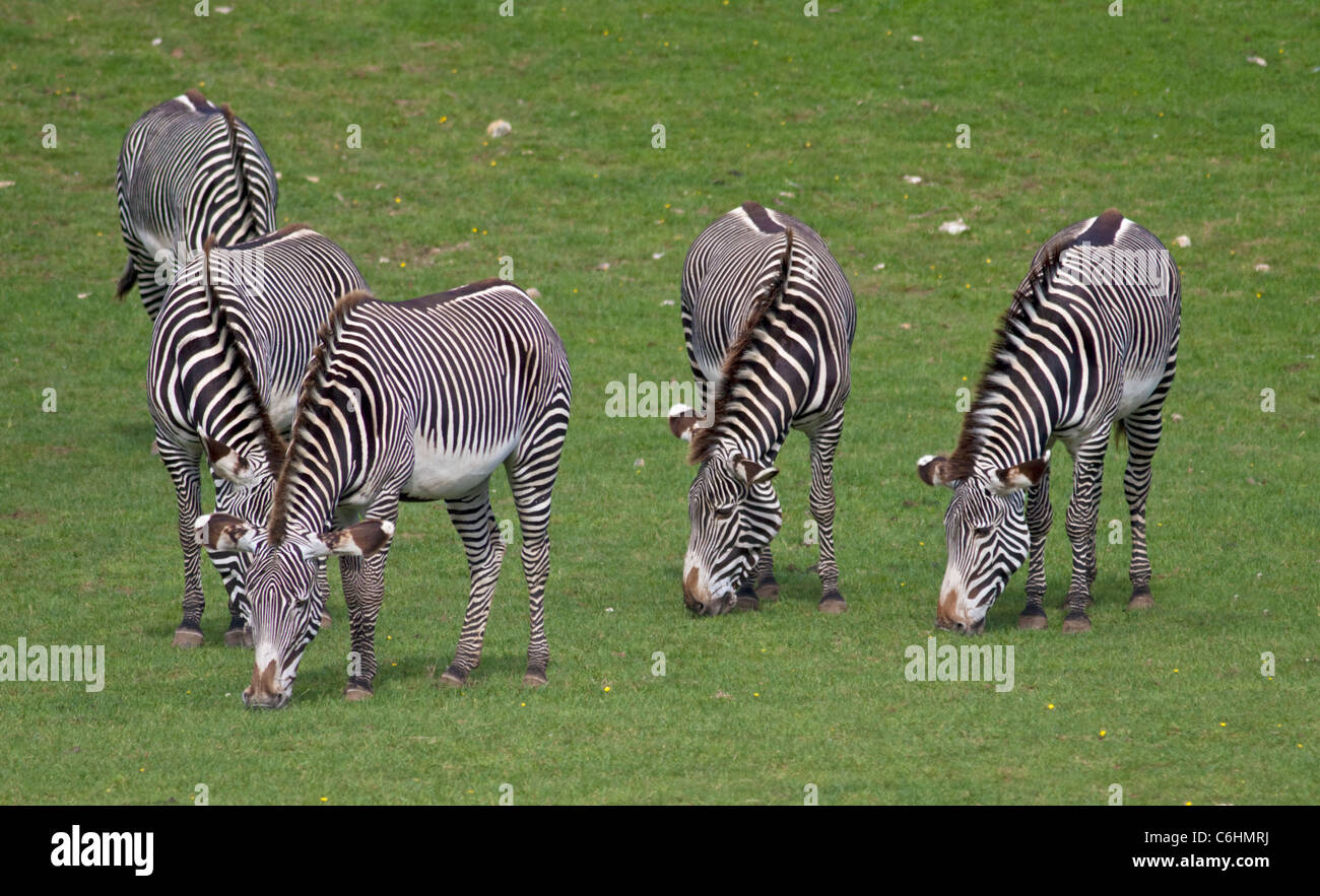 Gruppe von Grevy Zebra (Equus Grevyi) Weiden Stockfoto
