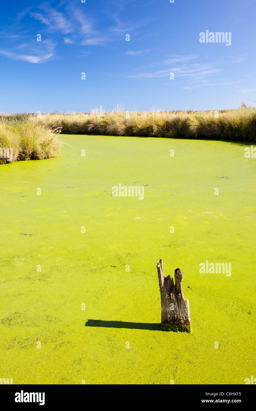 Ente Unkraut ersticken ein Wasserlauf auf den Cley Vogel zu reservieren, North Norfolk, Großbritannien. Stockfoto