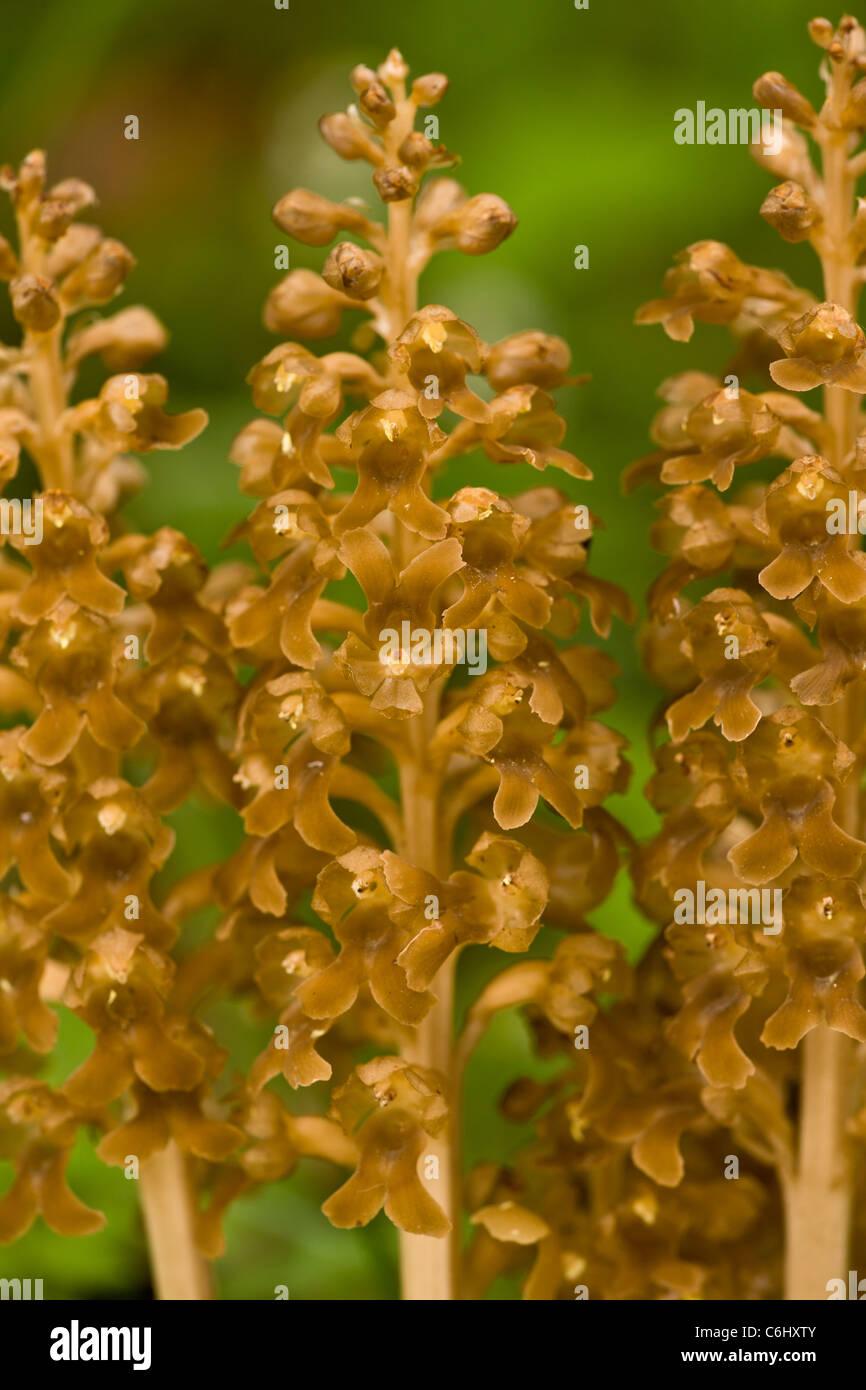 Vogels Nest Orchid, Neottia Nidus-Avis. Saprophytischen Orchidee in Buchenholz. Stockfoto