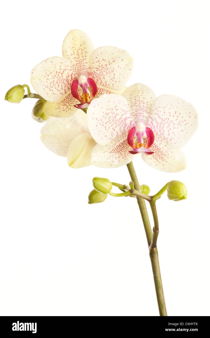 Ein Stamm von Orchidee blüht Stockfoto