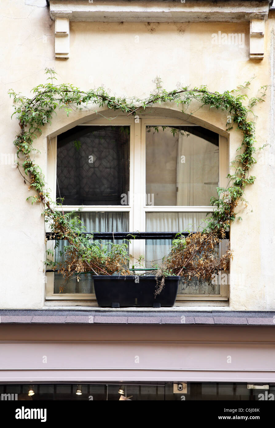 Fenster des alten Hauses mit Convolvulus, Paris, Frankreich Stockfoto