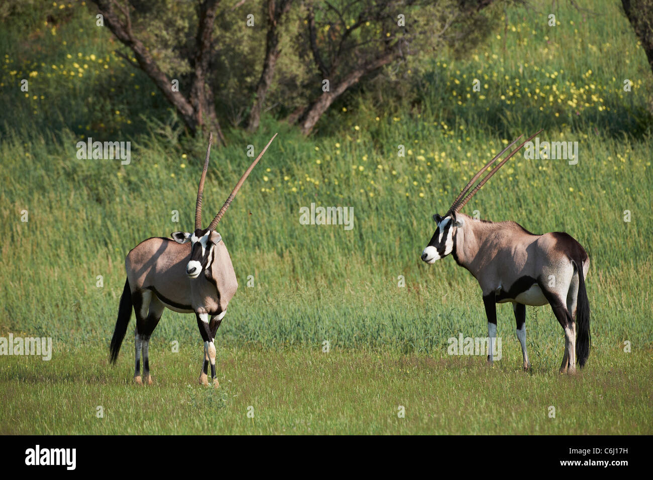 Gemsbock oder Oryx, Oryx Gazella, Kgalagadi Transfrontier Park, Südafrika, Afrika Stockfoto