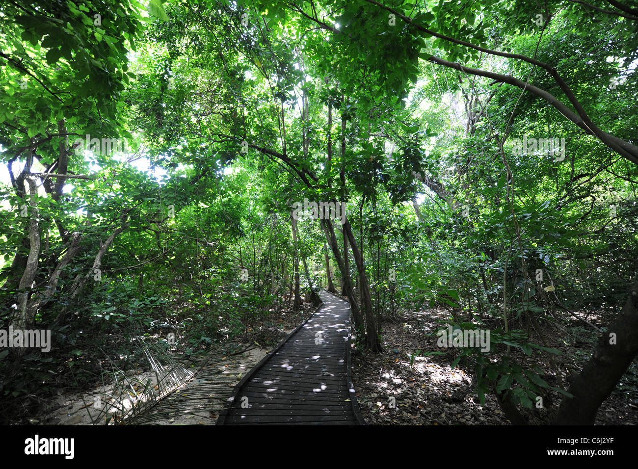 Boardwalk durch den Regenwald zum Strand Green Island, Great Barrier Reef, Queensland, Australien Stockfoto