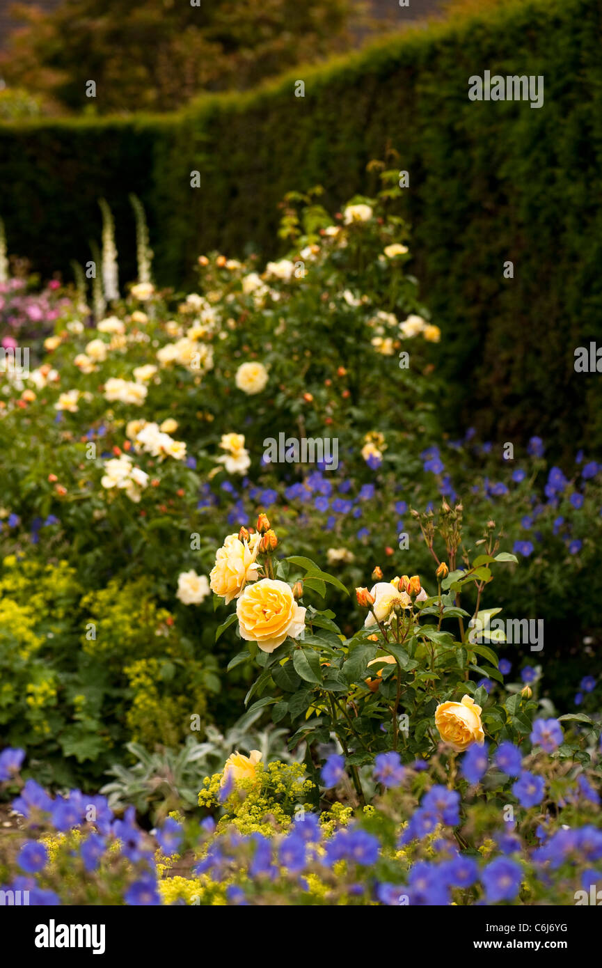 Der Strauch Rosengarten am RHS Rosemoor, mit Rosa Graham Thomas 'Ausmas' im Vordergrund Stockfoto