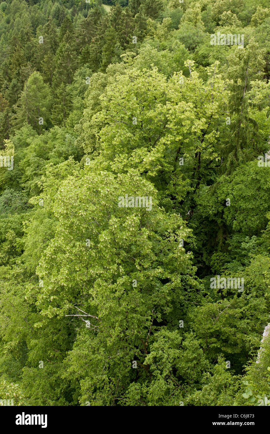 Großer-blättrig Limes, Tilia Platyphyllos in Kalkstein Felsen Wald, Bled, Julischen Alpen, Slowenien. Stockfoto