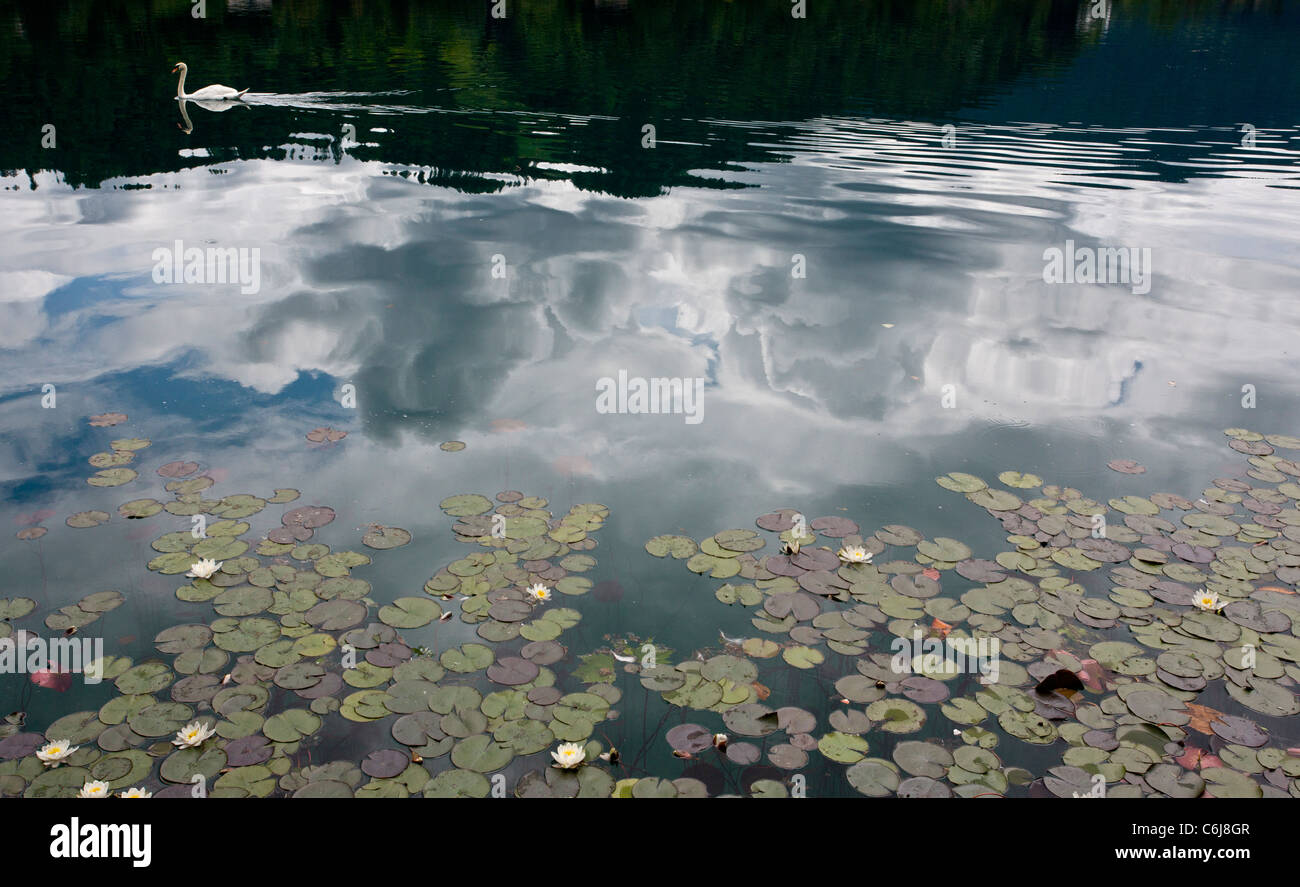 Höckerschwan schwimmen zwischen Seerosen am Bleder See, Julischen Alpen, Slowenien. Stockfoto