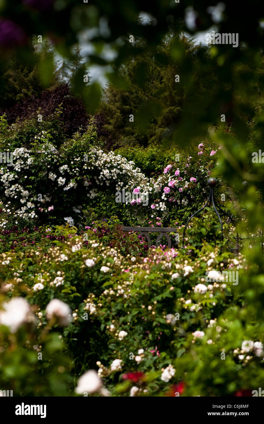 Der Strauch Rosengarten am RHS Rosemoor im Juni, Devon, England, Vereinigtes Königreich Stockfoto