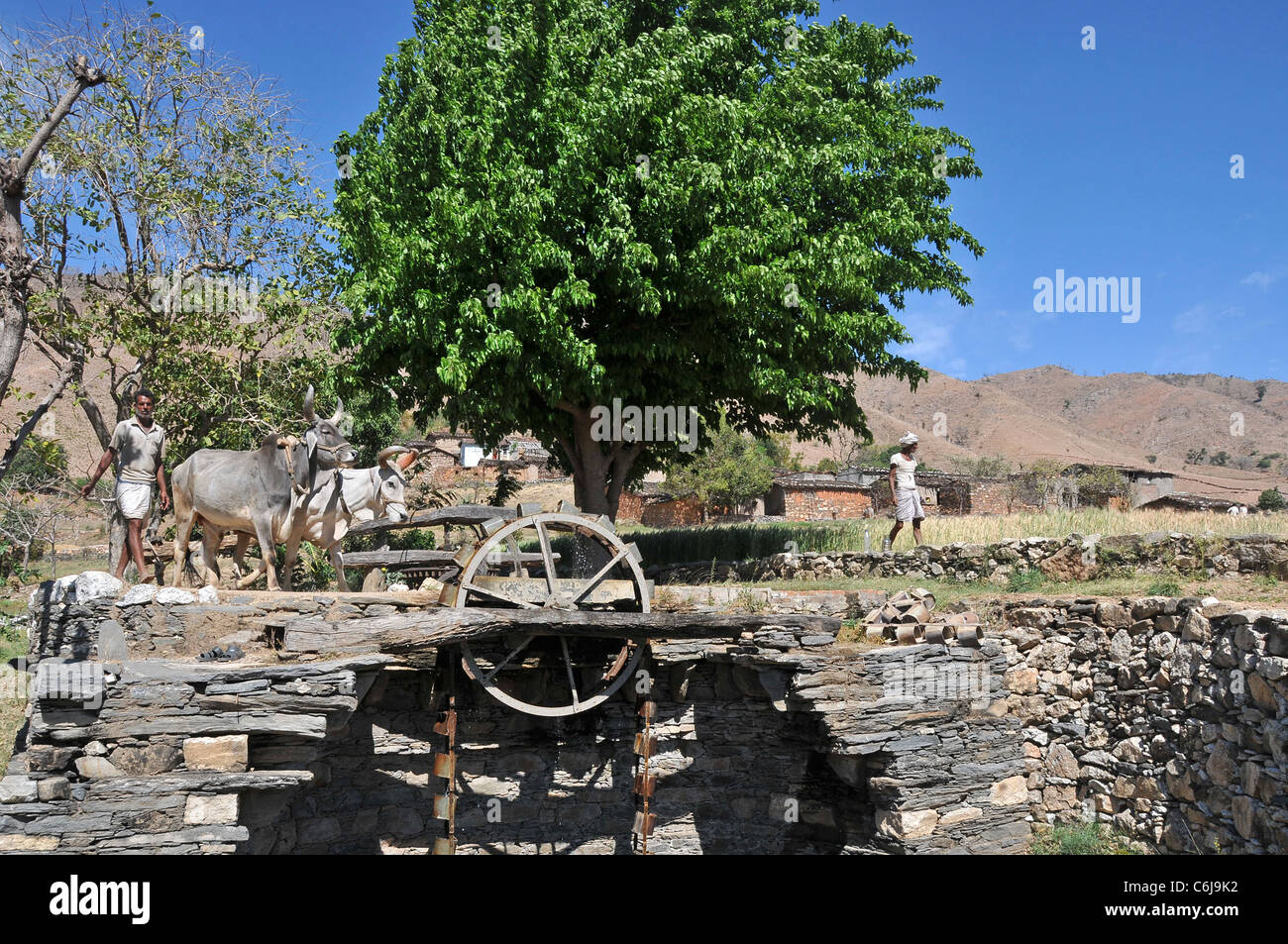 Bullock am Wasserrad Aravalli Hills Rajasthan Indien Stockfoto