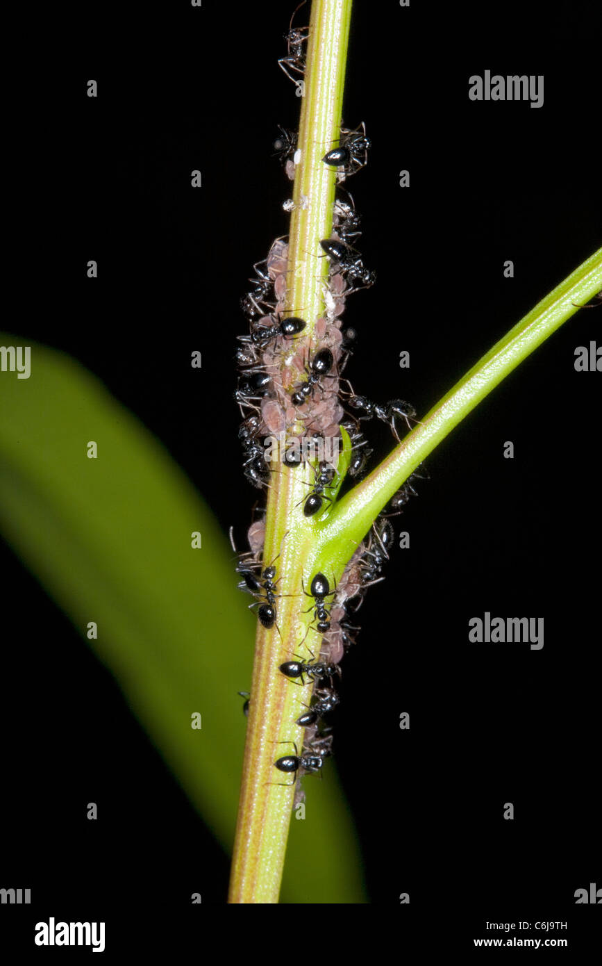 Nahaufnahme von Pharao Ameisen Melken Blattläuse Stockfoto