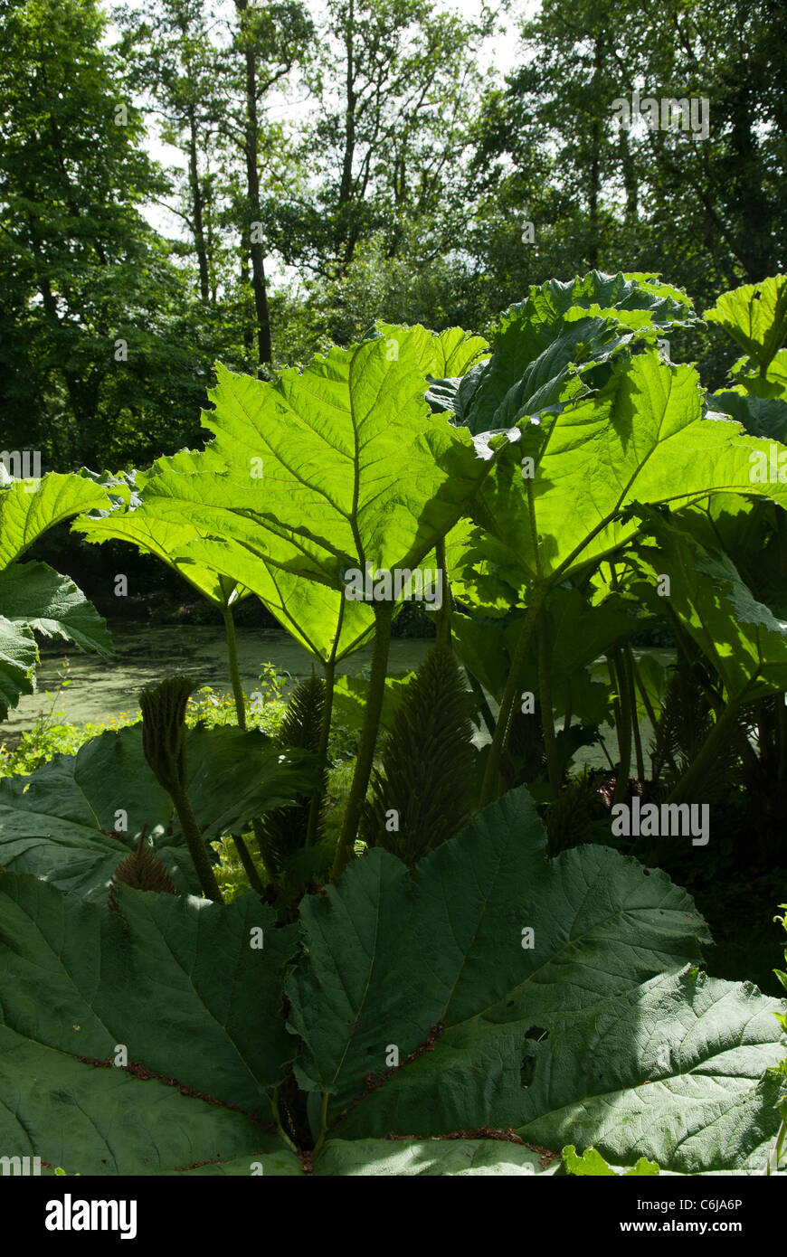 Gunnera Pflanze, Norfolk, England. Stockfoto