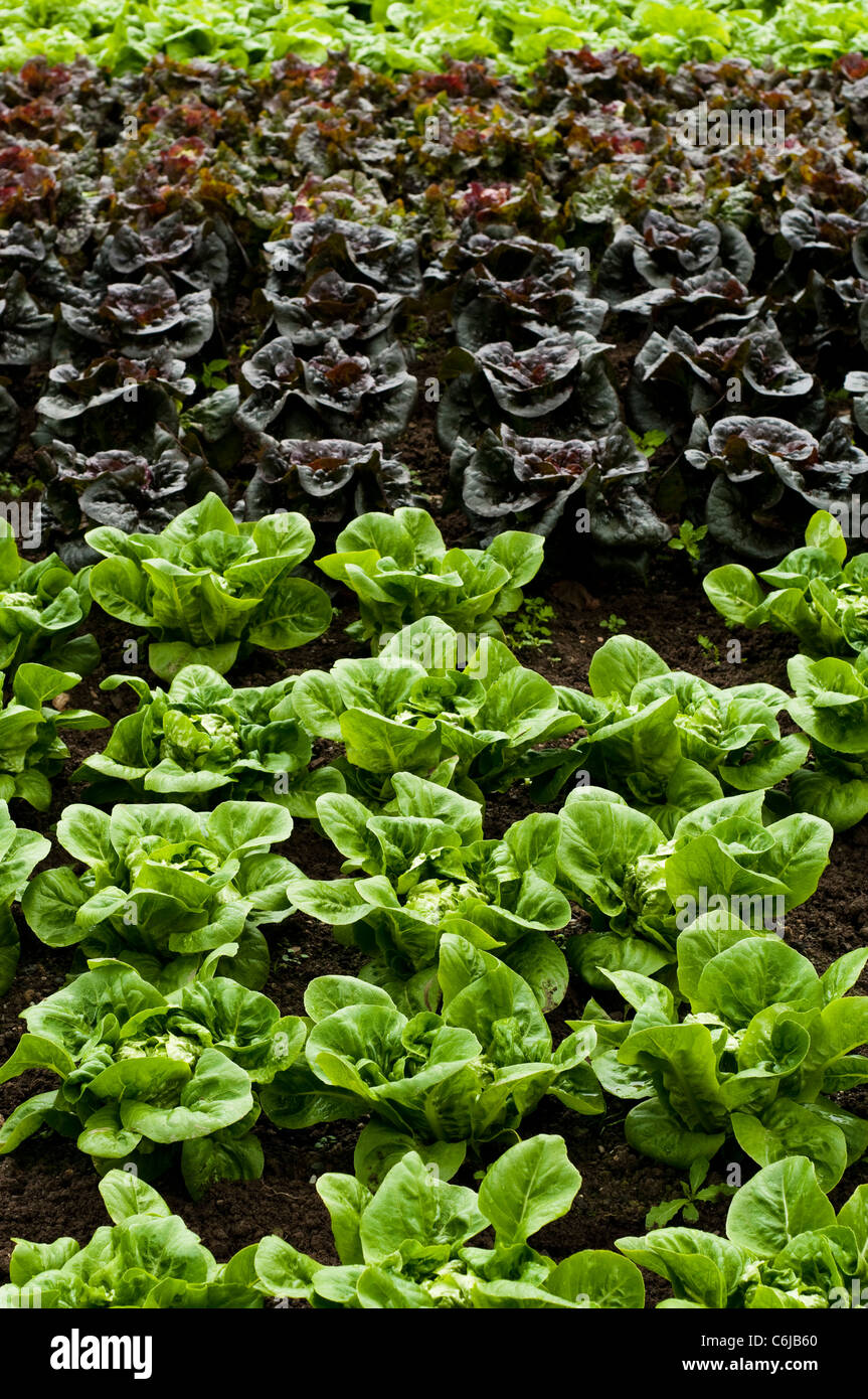 Salat, Lactuca Sativa 'Little Gem', "Pandero", "Mottistone" und "Ganzjährig" (von vorne nach hinten) Stockfoto