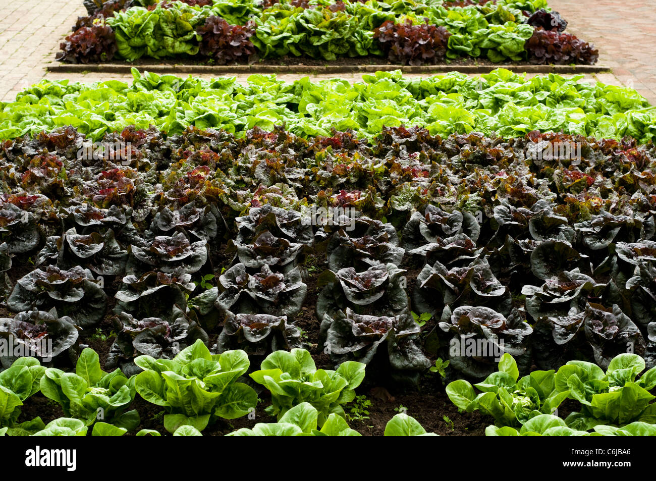 Salat, Lactuca Sativa 'Little Gem', "Pandero", "Mottistone", "Ganzjährig" und "Salat Schüssel gemischten" (von vorne nach hinten) Stockfoto