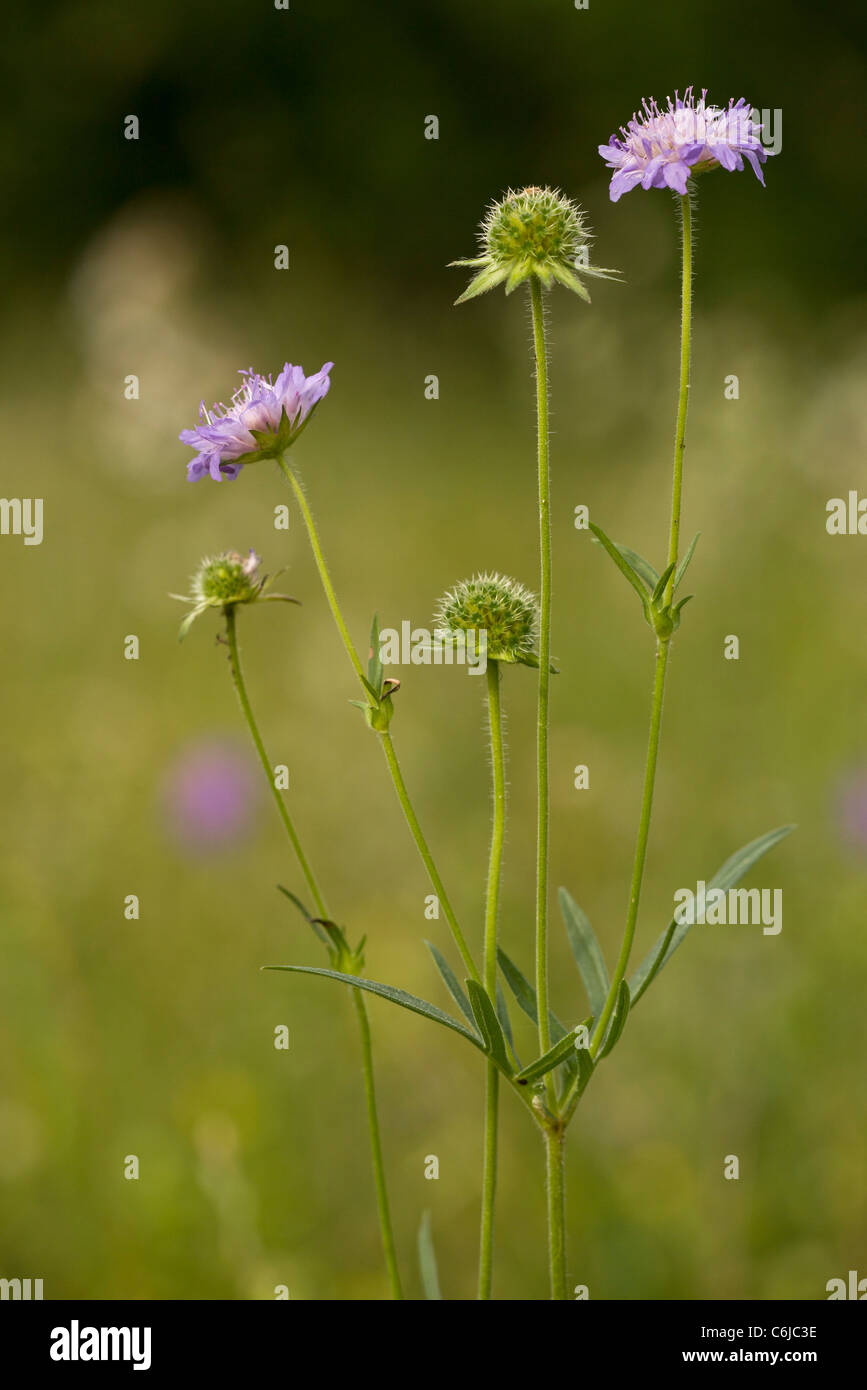 Witwenblume Feld, Knautia Arvensis in Blume im Grünland. Stockfoto