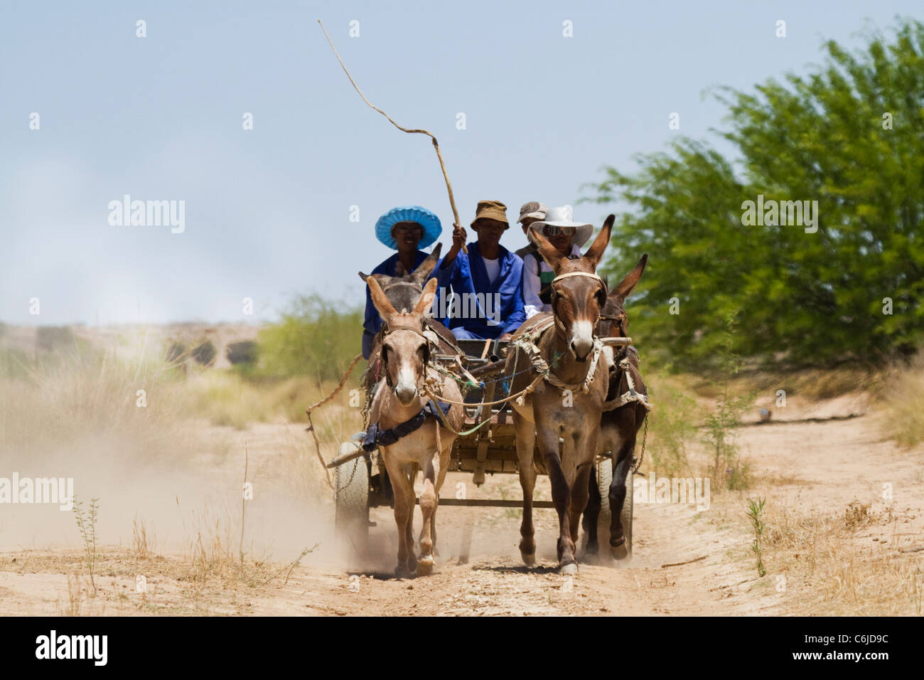 Eselskarren in der Kalahari mit einem Mann mit einer Peitsche zu drängen, die Esel nach vorne Stockfoto