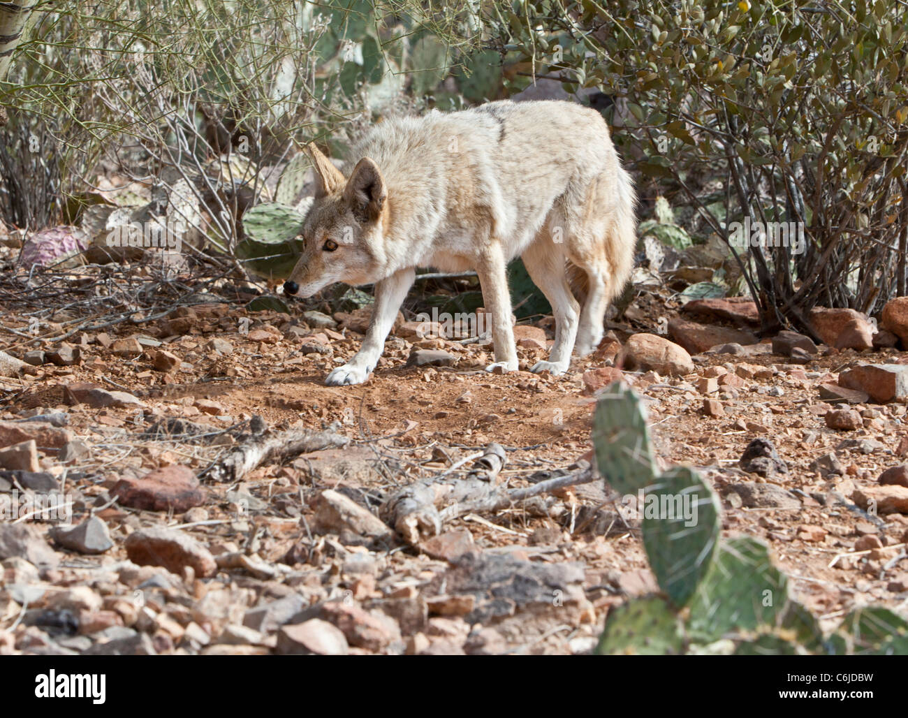 Mexikanische grauer Wolf, Arizona, USA Stockfoto