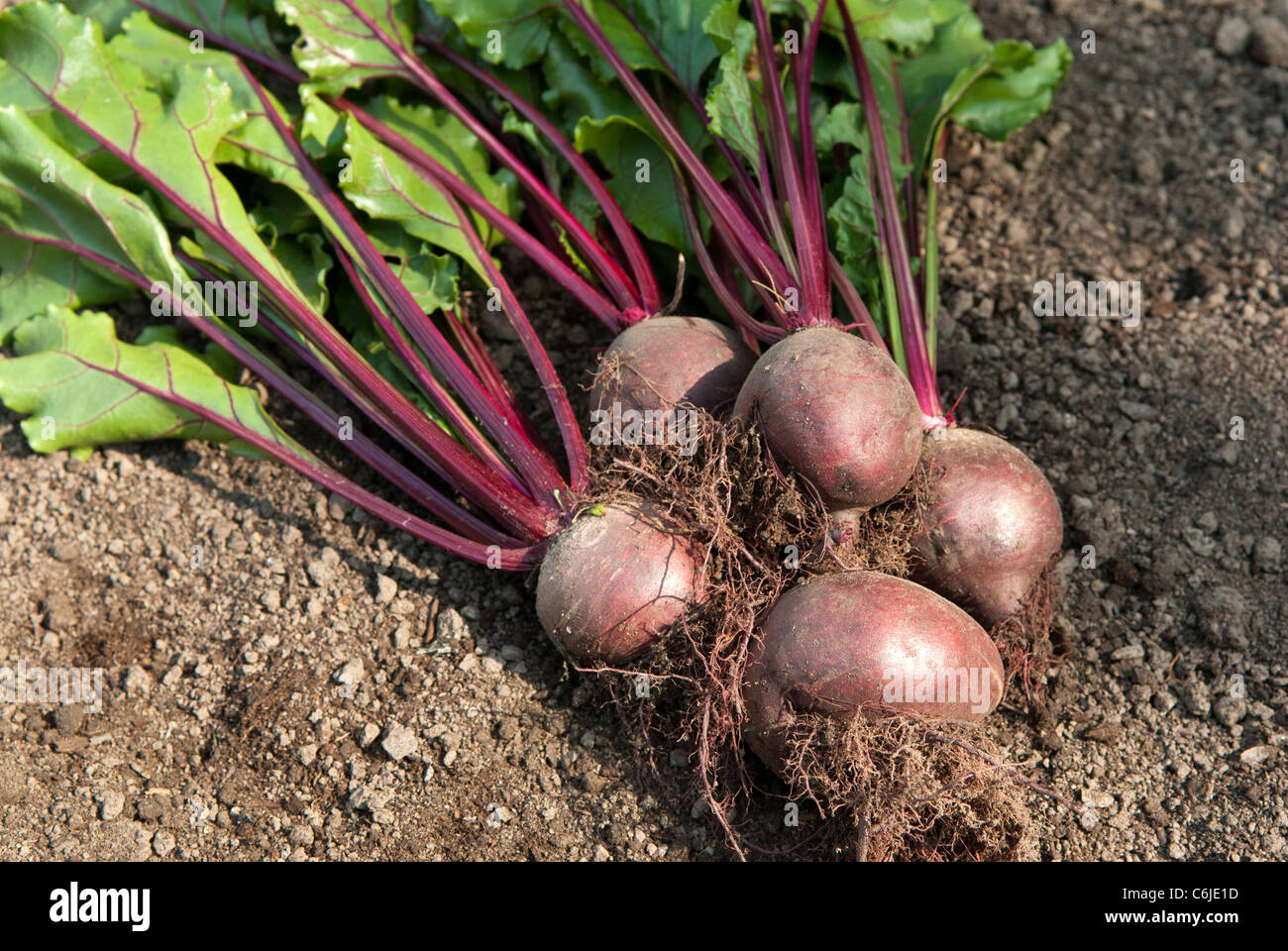 Frisch gepflückt rote Beete auf eine Zuteilung von South Yorkshire. Stockfoto