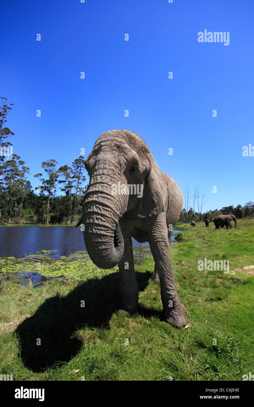 Alte Elefanten mit einem gebrochenen Tusk in der Nähe einen kleinen Damm Stockfoto