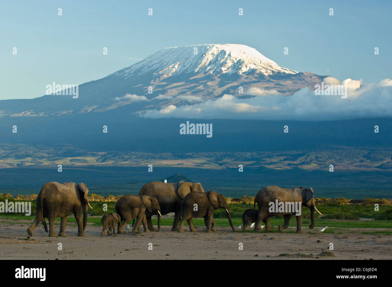 Eine Herde von afrikanischen Elefanten mit schneebedeckten Kibo Gipfel von Mount Kilimanjaro im Hintergrund. Stockfoto