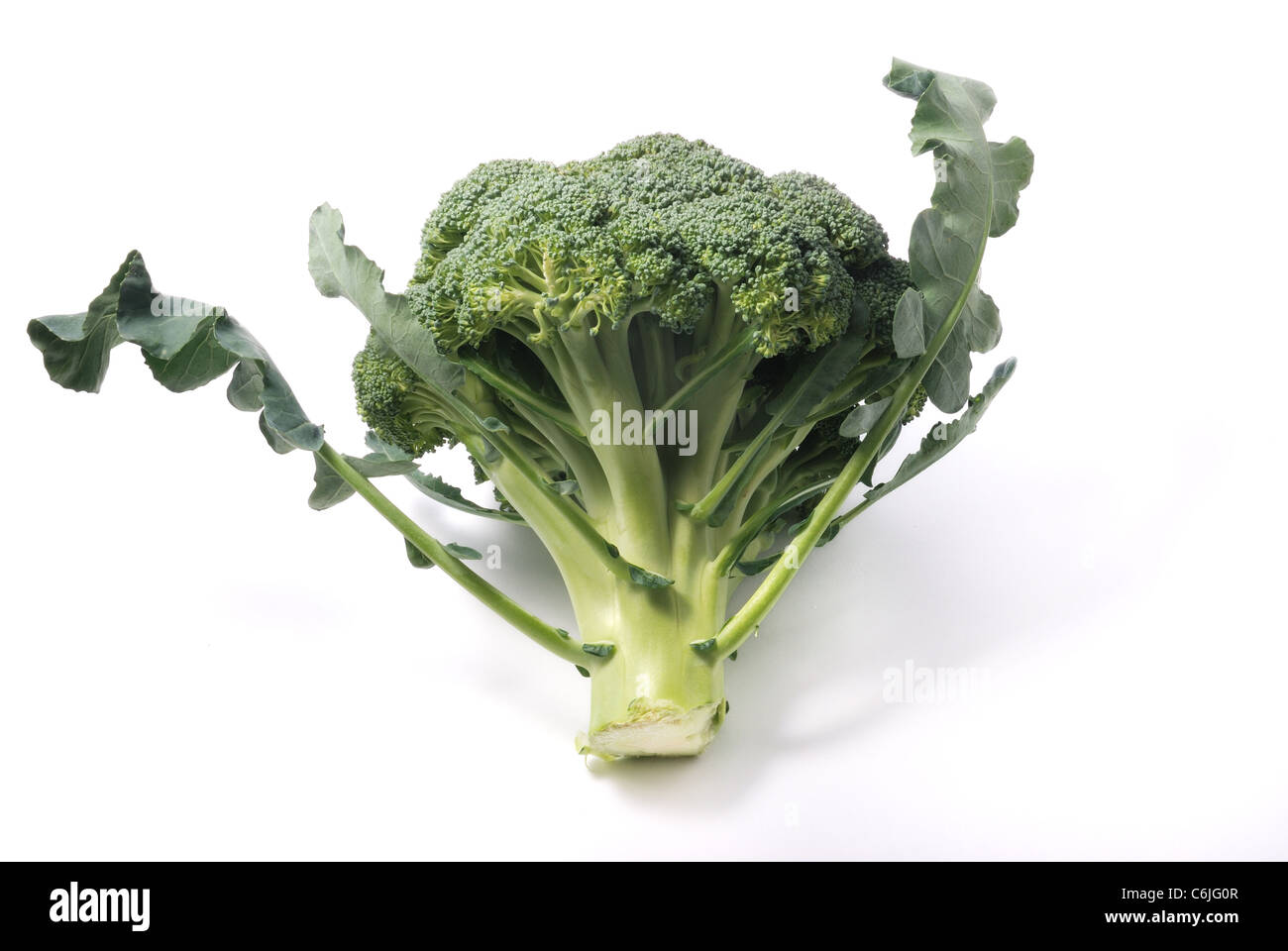 Brokkoli auf weißem Hintergrund Stockfoto
