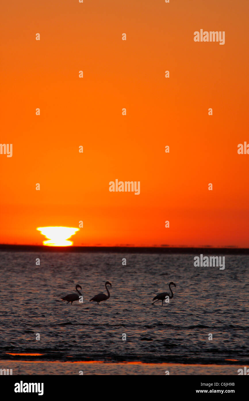 Flamingos waten in der Brandung bei Sonnenuntergang Stockfoto