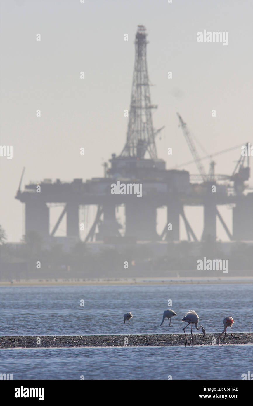 Flamingos waten in der Brandung mit Bohrinsel in der Ferne Stockfoto