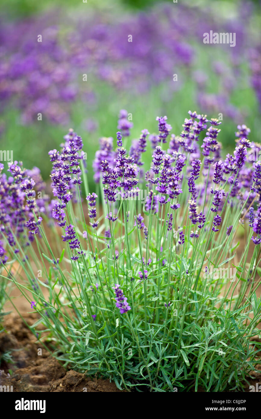 Lavendel - Lavandula Stockfoto