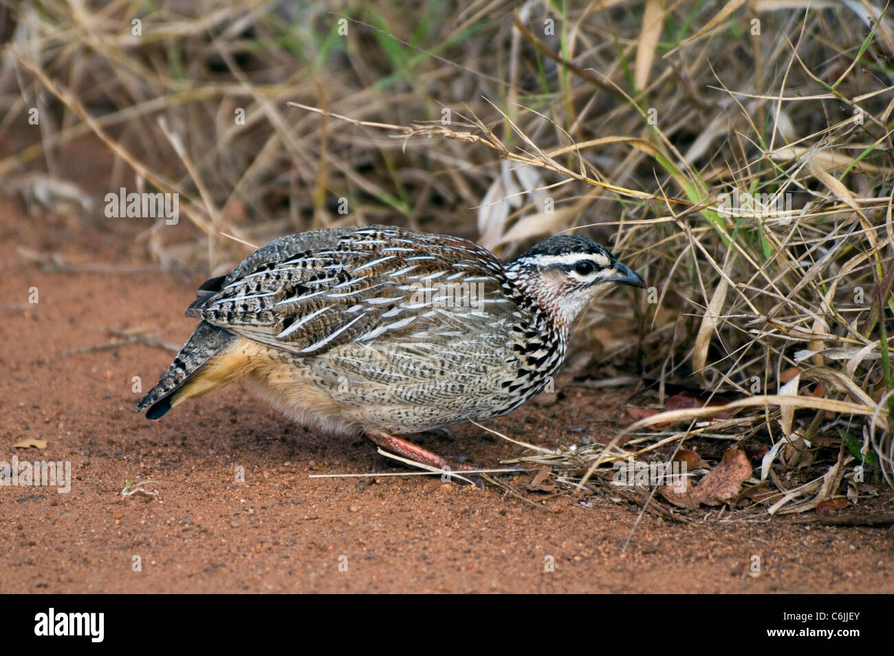 Crested Francolin auf Nahrungssuche. Stockfoto