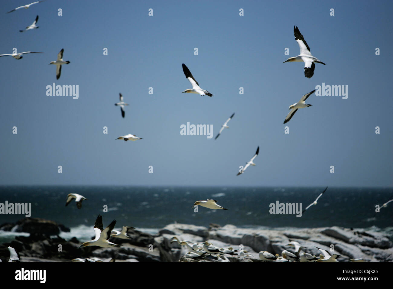 Cape Gannet im Flug über das Ufer Stockfoto