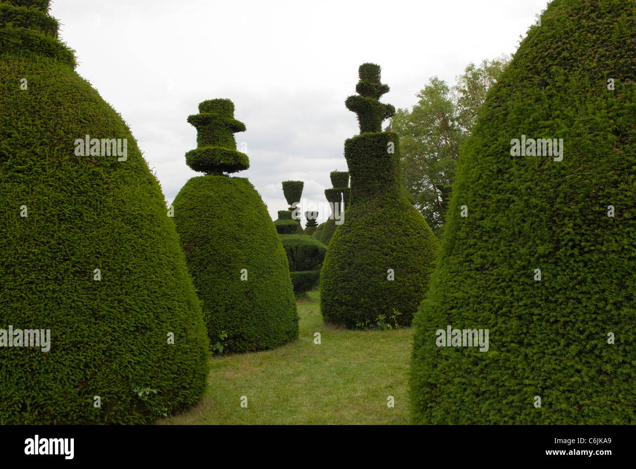 Clipsham Yew Tree Avenue, eine einzigartige Sammlung von 150 abgeschnittene Eiben, die über 200 Jahre alt. Clipsham, Rutland, England. Stockfoto