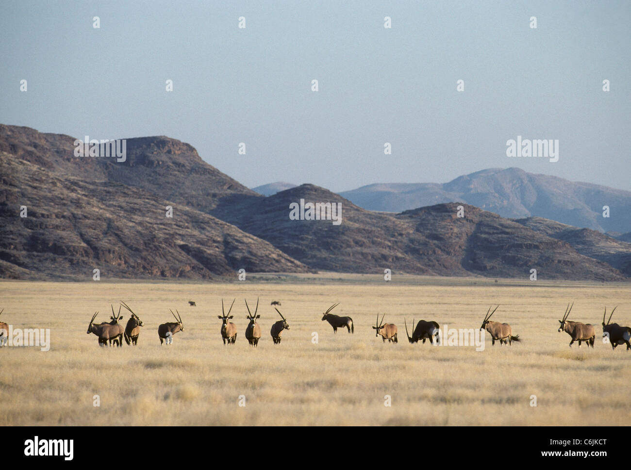 Oryx (Oryx Gazella) Herde Stockfoto
