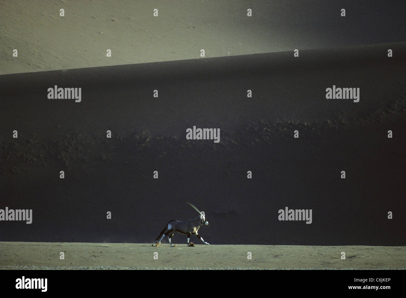 Einsame Oryx (Oryx Gazella) läuft vor dem Hintergrund einer großen Sanddüne im Schatten Stockfoto