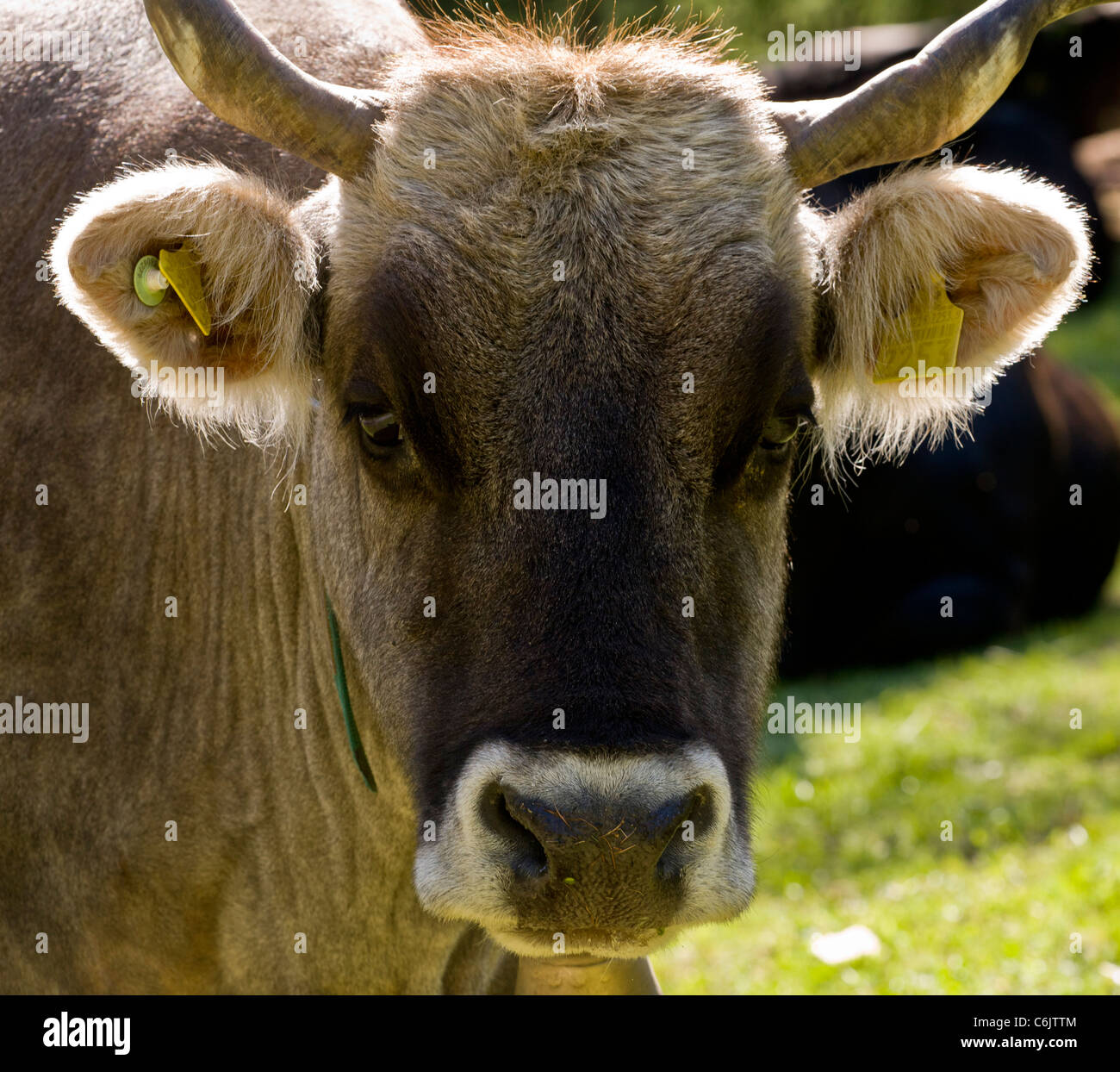 Freundliche alpine Kuh mit Kuh-Glocke und Ohr-Tags; Hochtal Engadin, Schweiz. Stockfoto