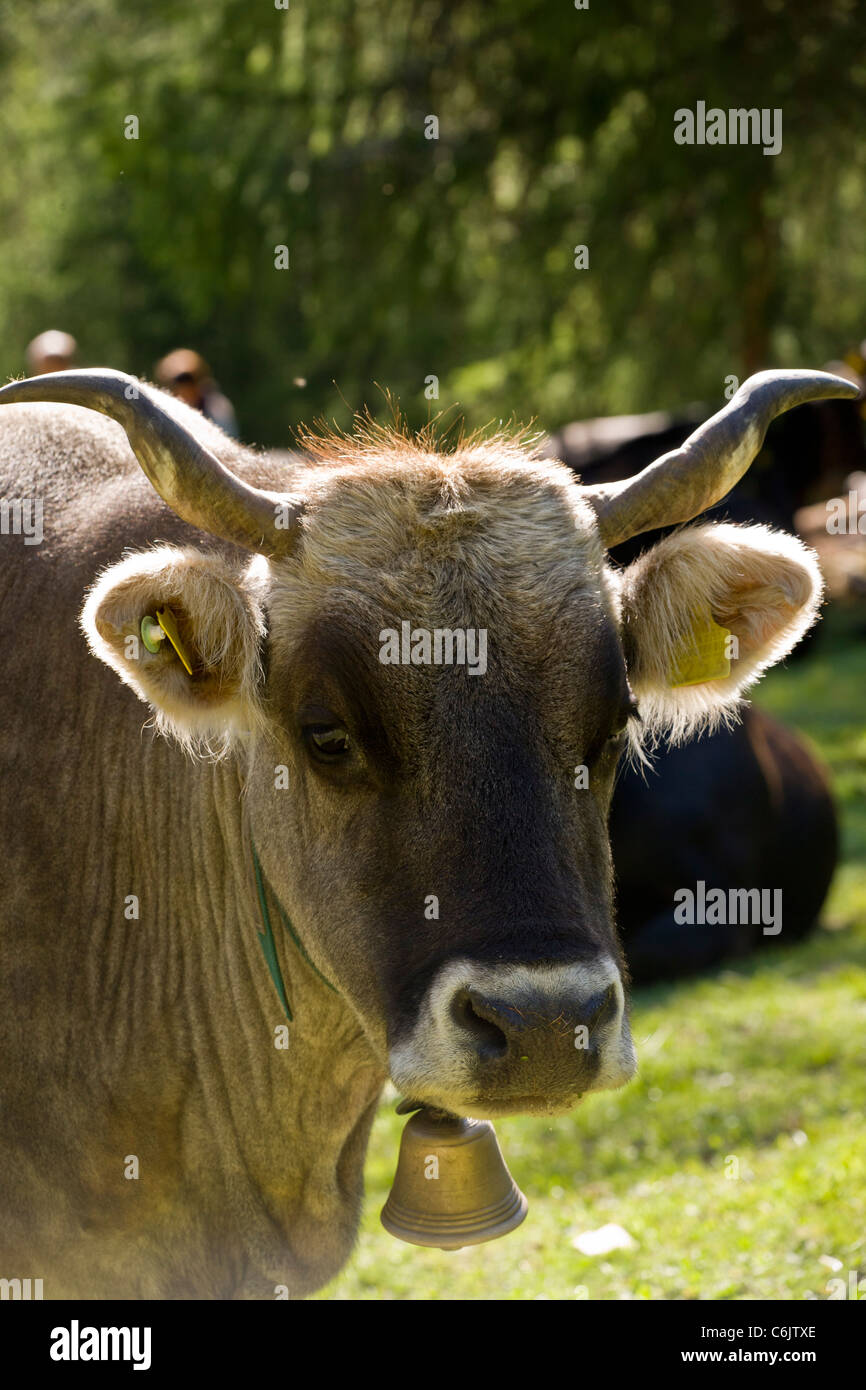 Freundliche alpine Kuh mit Kuh-Glocke und Ohr-Tags; Hochtal Engadin, Schweiz. Stockfoto