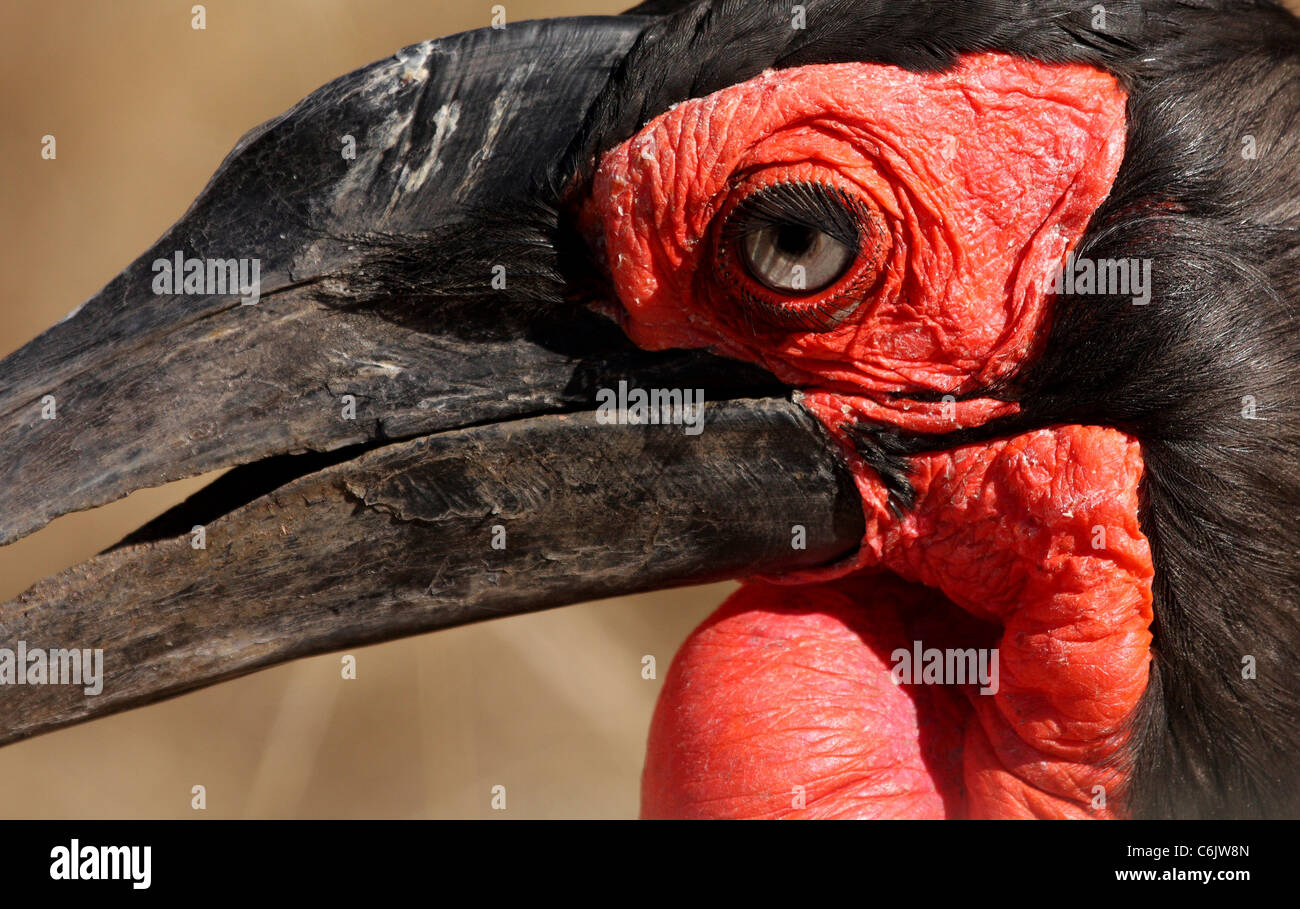 Boden-Hornbill engen Porträt Stockfoto