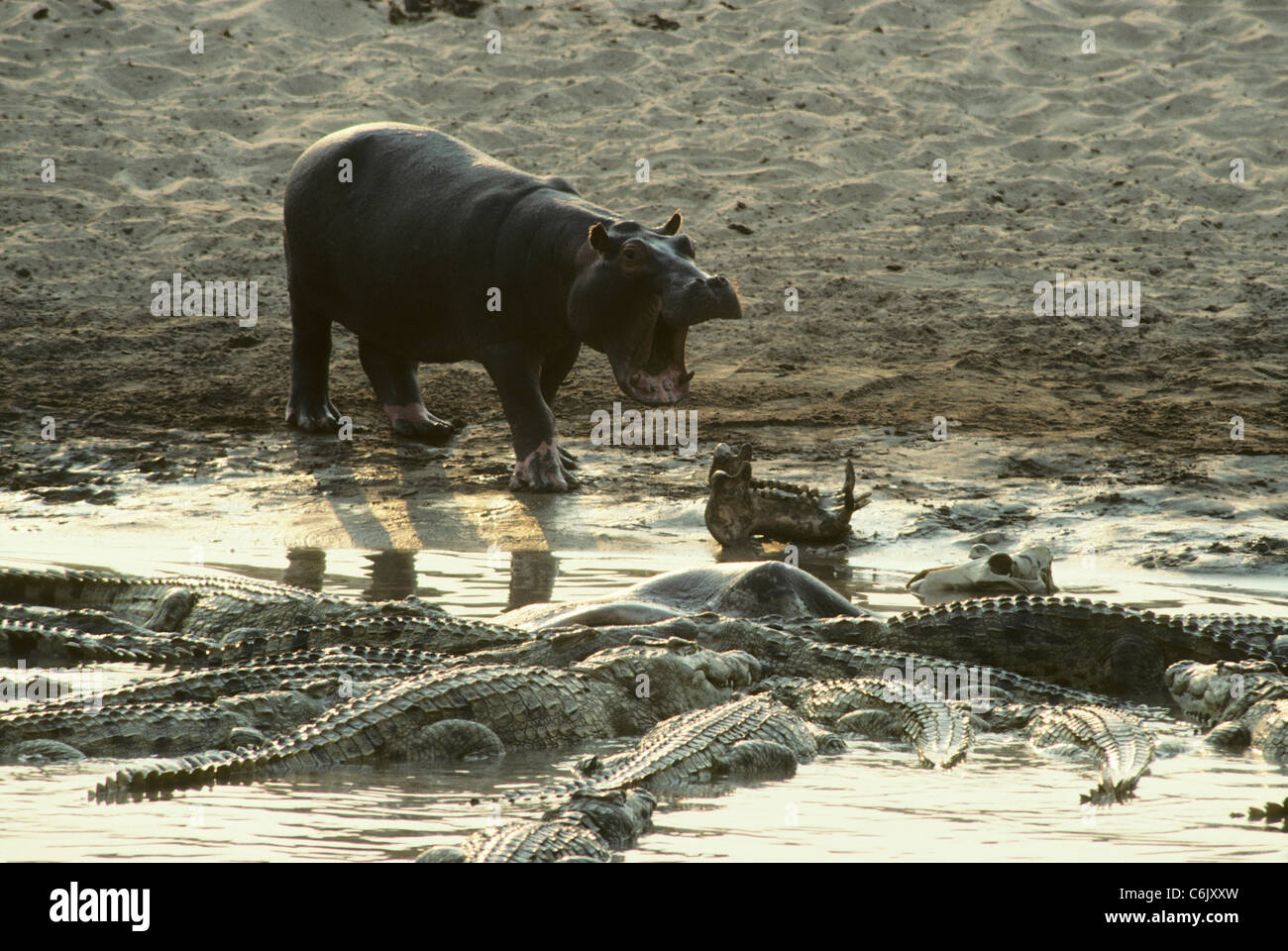 Nilpferd Crocs Fütterung auf Nilpferd Karkasse Luangwa Fluss bedroht Stockfoto