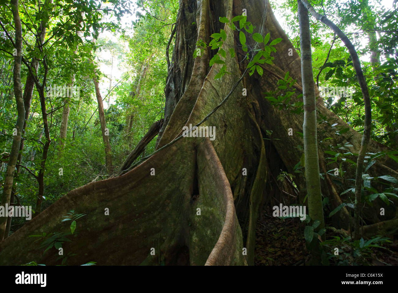 Regenwald-Interieur, die Strebepfeiler Wurzeln einen Feigenbaum (Ficus sp.) Khao Sok Nationalpark, Thailand. Stockfoto