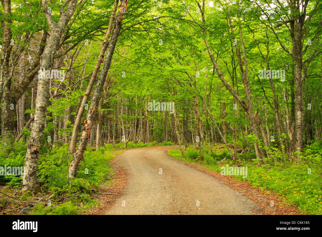 Con Robinsons Punkt Karrenweg, Roosevelt Campobello International Park, Welshpool, Campobello Insel, New-Brunswick, Kanada Stockfoto