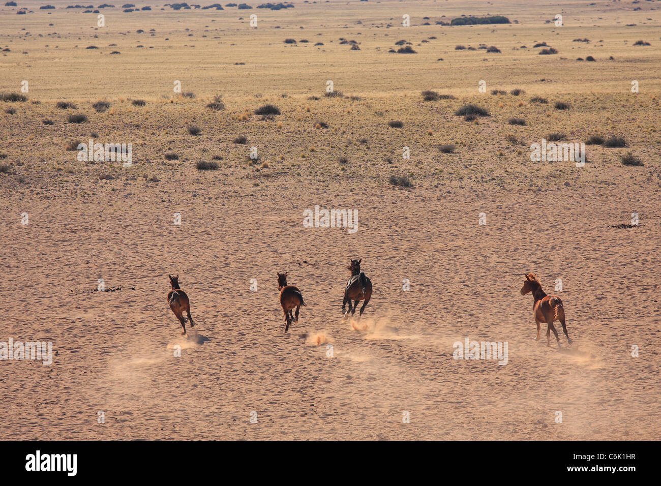 Wildpferde, die Staubwolke in der Wüste Stockfoto