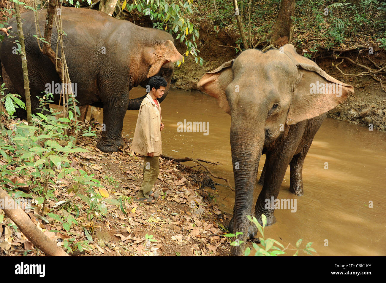 Die Mahout [Elefanten Keeper] auf der Suche nach zwei Elefanten durch den Fluß im Elephant Valley, Kambodscha Stockfoto