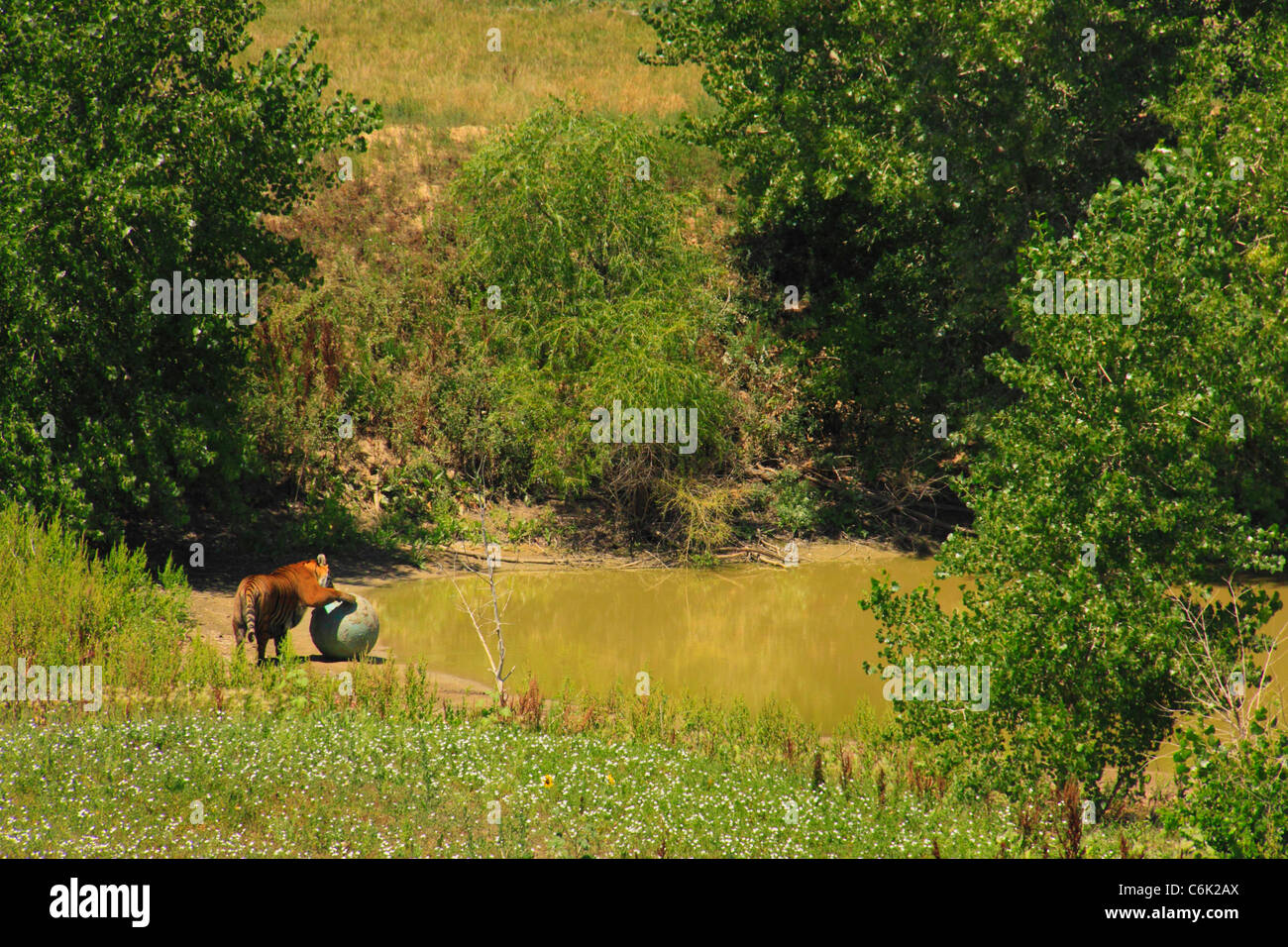 Tiger in das wilde Tierheim, Denver, Colorado, USA Stockfoto