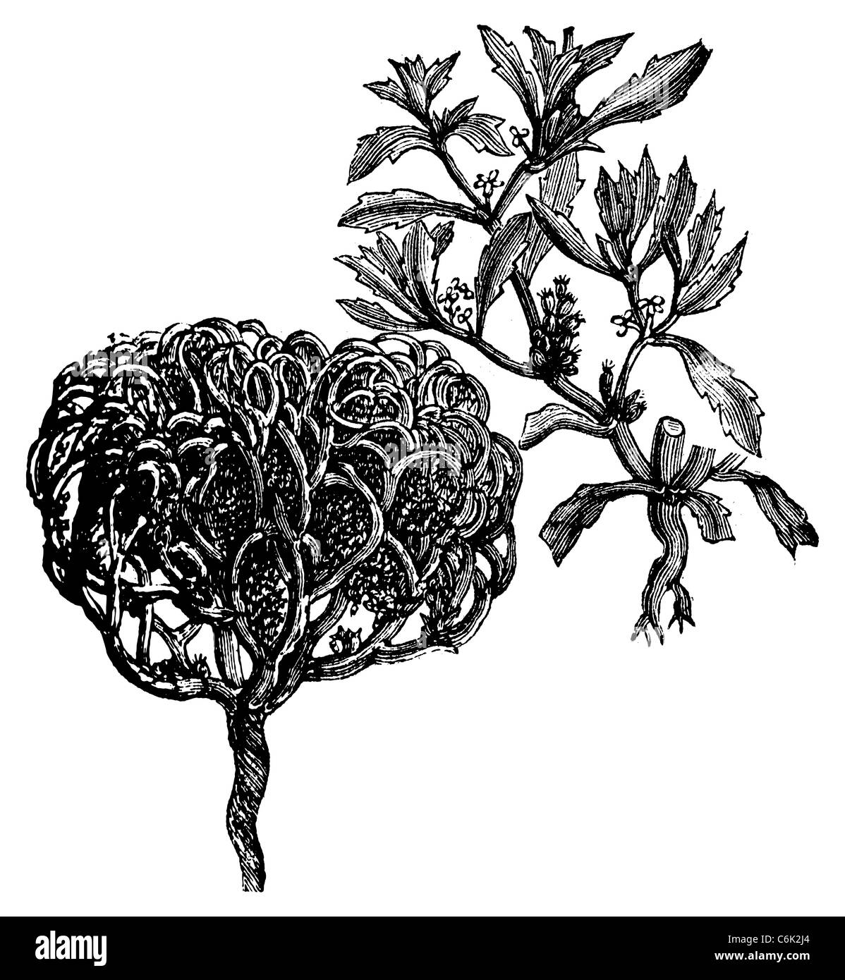 Anastatica Hierochuntica, Tumbleweed, Dinosaurier-Pflanze, Jericho Rose, Marias Blume, Marias Hand, palästinensische Tumbleweed. Stockfoto