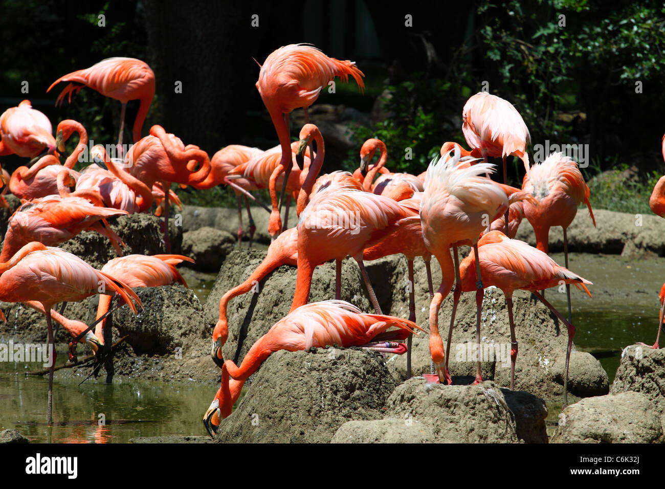 Karibik Flamingo. Stockfoto