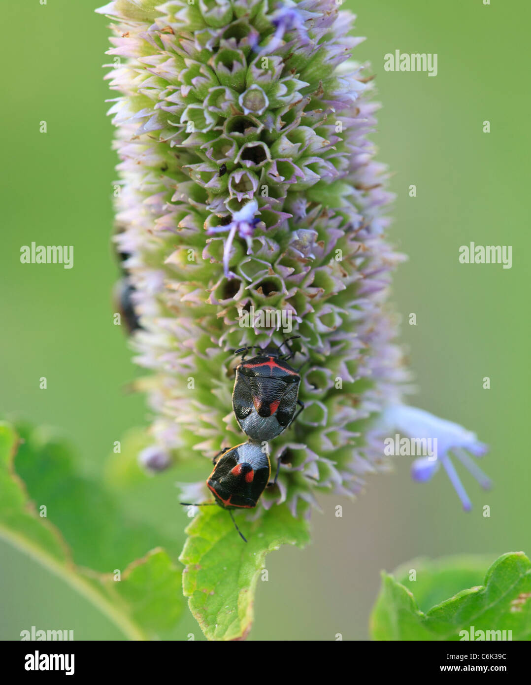 Doppelt erstochen Stink Bugs (Cosmopepla Lintneriana), Paarung auf Rasen Blume. Stockfoto