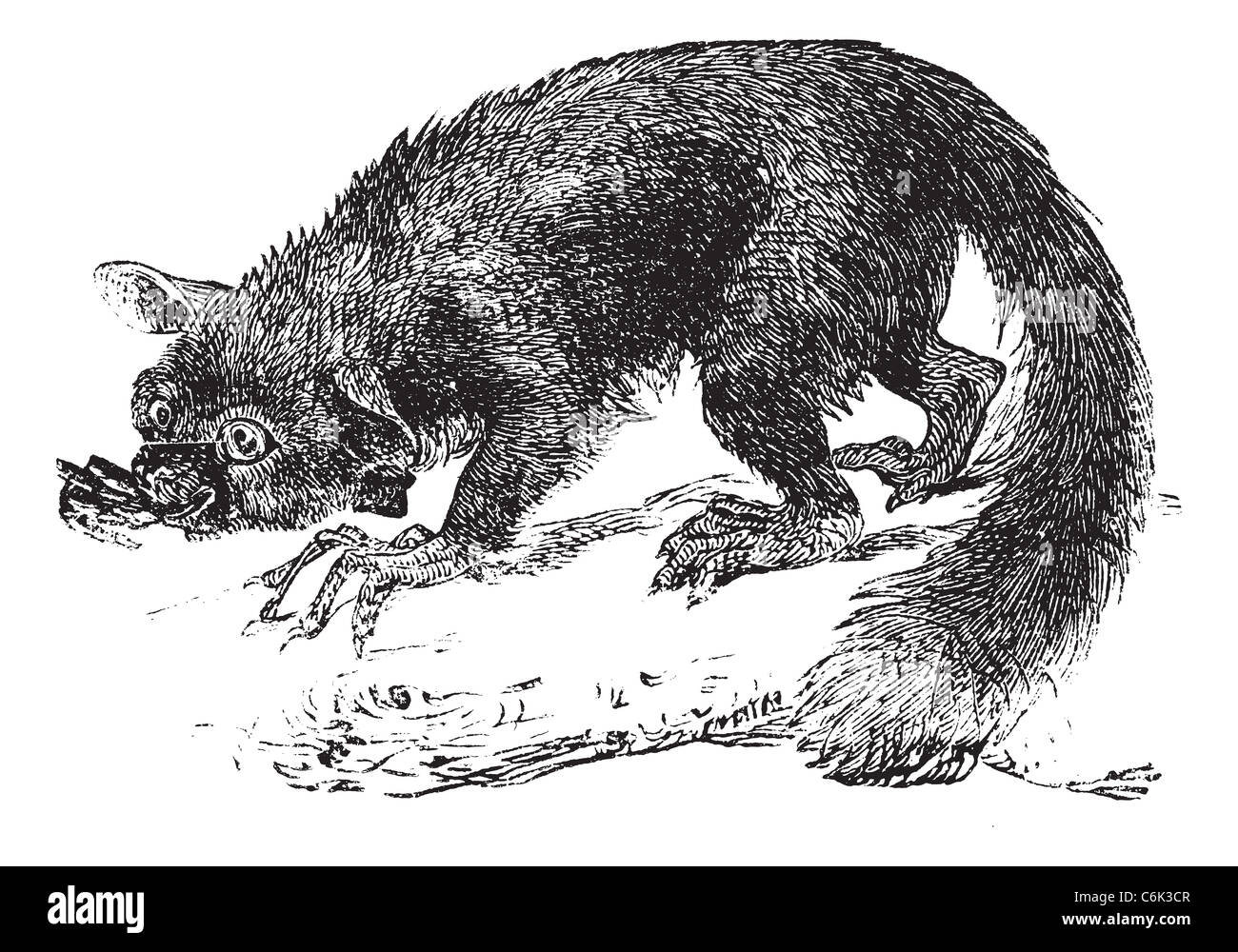 Das Aye-aye, Lemur oder Daubentonia Madagascariensis. Vintage-Gravur. Alten graviert Illustration der Lemuren. Stockfoto