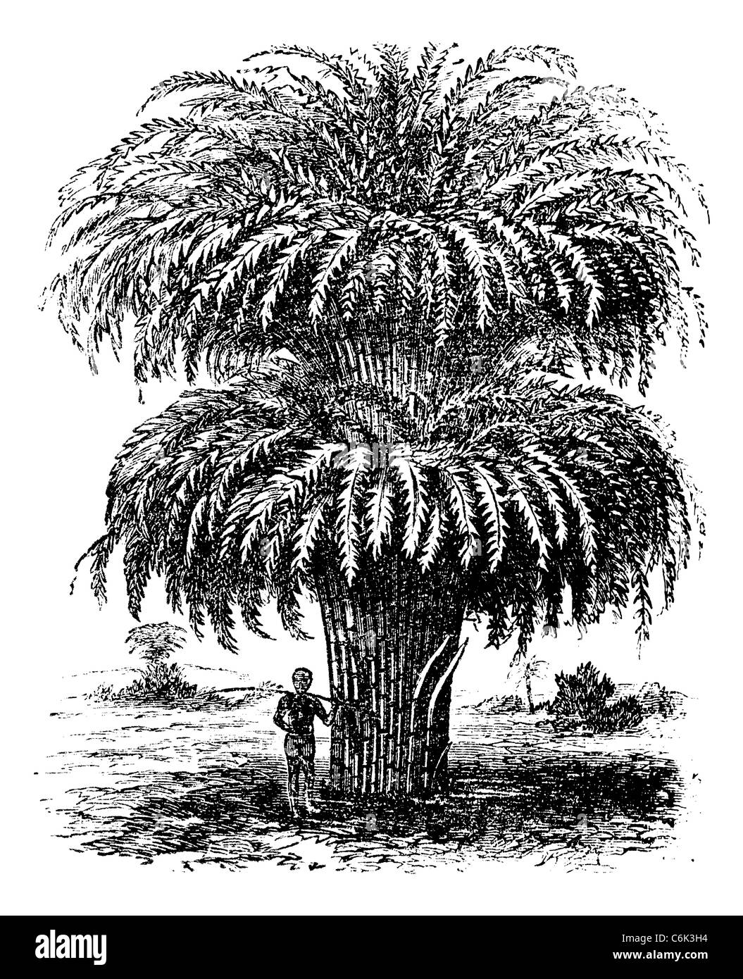 Bambus oder Bambusoideae oder Bambuseae, Vintage Gravur. Alten graviert Abbildung eines Bambus-Baumes. Stockfoto Bambus oder Bambusoideae oder Bambuseae, Vintage Gravur. Alten graviert Abbildung eines Bambus-Baumes. Stockfoto